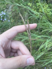 Andropogoneae