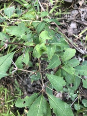 Viburnum prunifolium