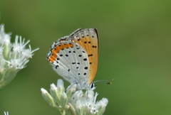 Tharsalea hyllus