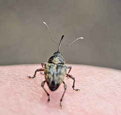 Curculio nucum