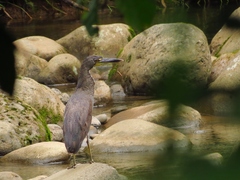 Tigrisoma fasciatum