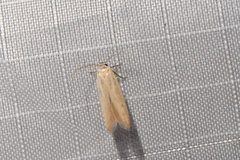 Holcocera immaculella