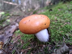Russula decolorans