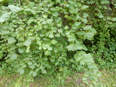 Cercis canadensis texensis