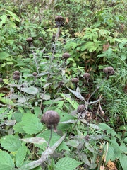 Monarda fistulosa