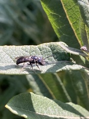 Lasioglossum