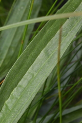 Plantago macrocarpa