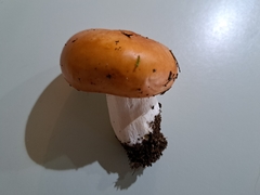Russula decolorans