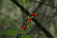 Salvia gesneriiflora