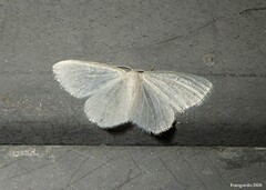 Lomographa vestaliata