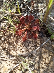 Drosera capillaris