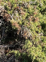Juniperus communis