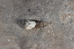 Notocelia cynosbatella