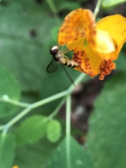 Meliscaeva cinctella