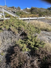 Juniperus communis