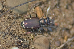 Cicindela scutellaris