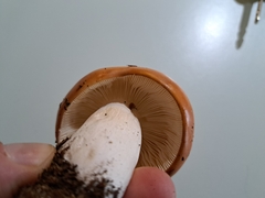 Russula decolorans