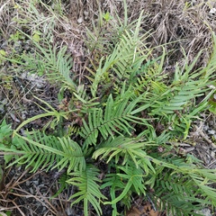 Pteris vittata