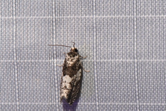 Gypsonoma adjuncta
