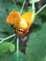 Meliscaeva cinctella