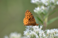Boloria bellona
