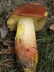 Boletus sensibilis
