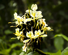 Hedychium flavescens