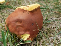 Boletus sensibilis