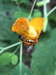 Meliscaeva cinctella