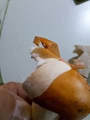 Russula decolorans