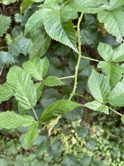 Rubus pensilvanicus