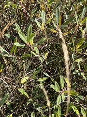 Salix repens