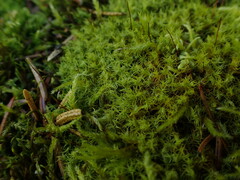 Tortella tortuosa