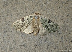 Leuconycta diphteroides