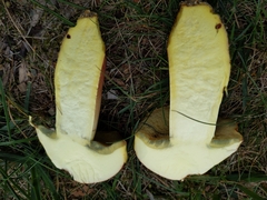 Boletus sensibilis