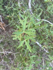 Berberis trifoliolata