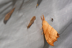 Drepana bilineata
