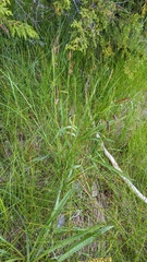 Carex lyngbyei