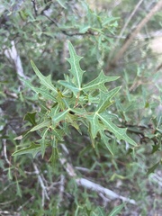 Berberis trifoliolata