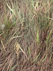 Suaeda calceoliformis