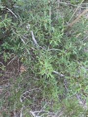 Berberis trifoliolata