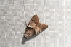 Pococera robustella