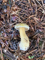 Suillus tomentosus