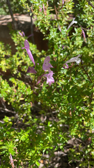 Poliomintha longiflora