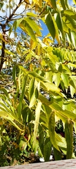 Juglans hindsii