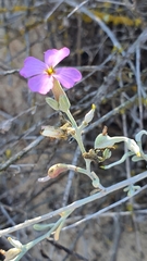 Malcolmia littorea