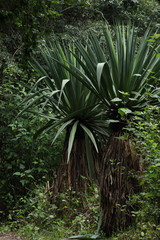 Furcraea parmentieri