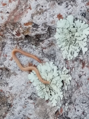 Haplophilus subterraneus