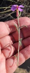 Malcolmia littorea