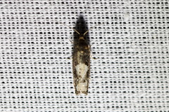 Epinotia trigonella